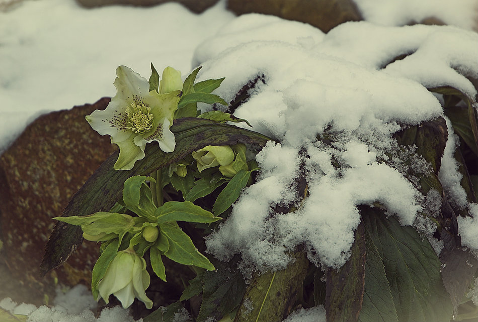 Ciemiernik – kwiat domowy, nie tylko ogrodowy