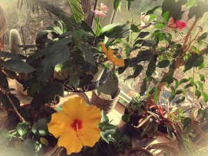 Hibiskus – aromatyczny grzaniec ozdobny